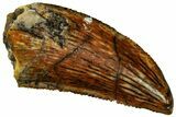 Serrated Raptor Tooth - Real Dinosaur Tooth #298265-1